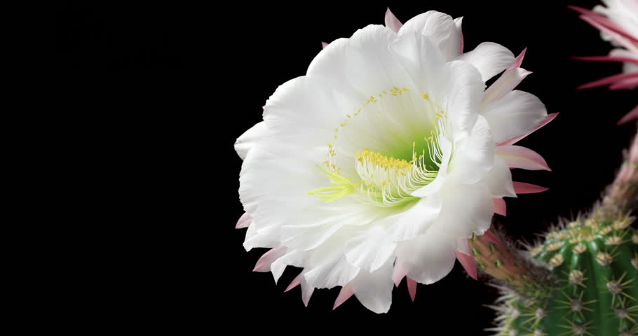 Time Lapse Opening Of Water Lily Flower Lotus Stock Footage Zoom In Of Pink Lotus Blooming Timelapse Hd Clip Stock Video