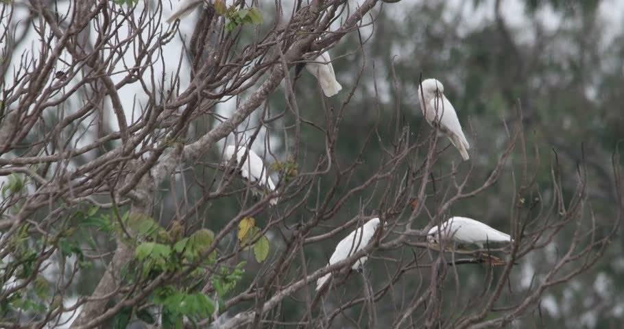 Header of corella