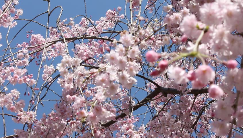 Japanese Cherry Blossom Tree Stock Footage Video (100% Royalty-free