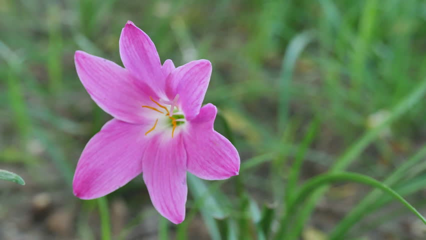 Header of Amaryllidaceae