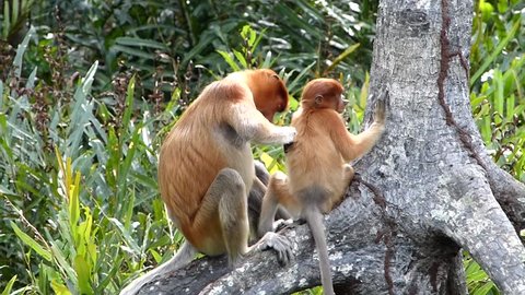 Female Proboscis Monkey Nasalis Larvatus Baby Stock Footage Video (100% Royalty-free) 21696202 | Shutterstock Female Proboscis Monkey Nasalis Larvatus Baby Stock Footage Video (100% Royalty-free) 21696202 | Shutterstock