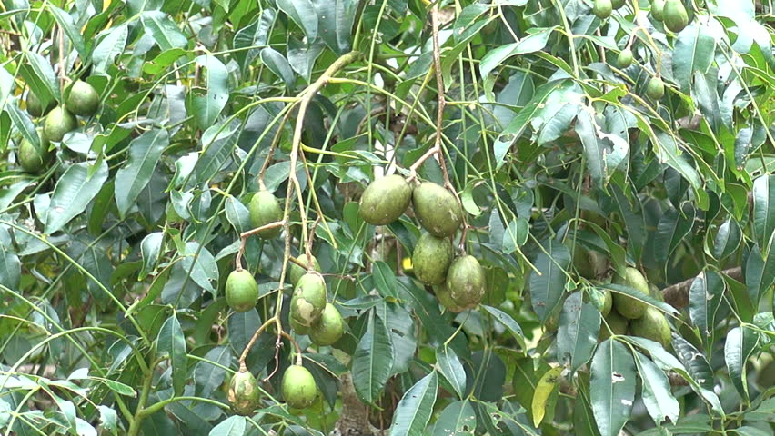 Header of fruitfully