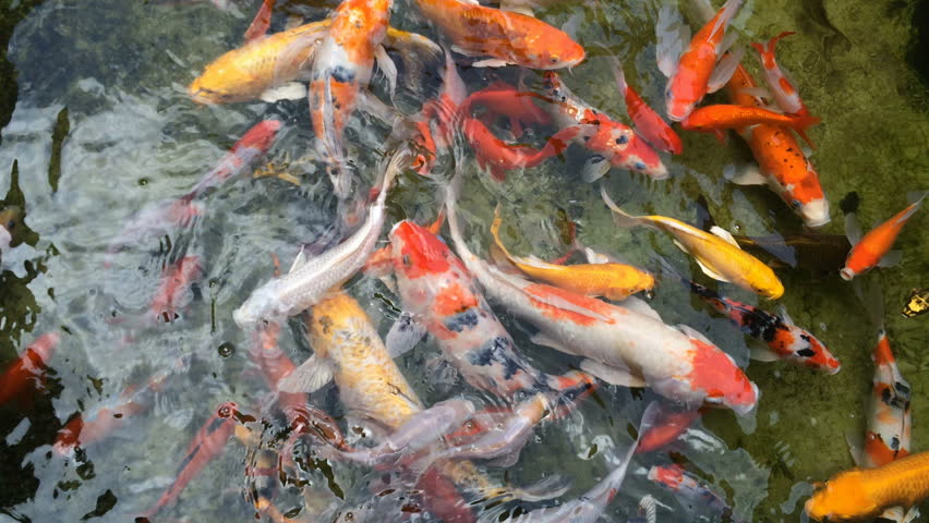 Koi Fish, Fancy Carp Fish Swimming In The Pond , Top View Stock Footage ...