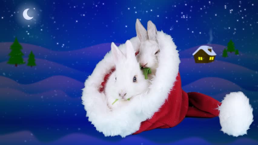A Pet Rabbits Diet In Winter