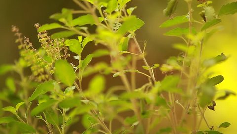 Tulasi Plant On Bamboo Background Stock Footage Video (100% Royalty-free) 22230142 | Shutterstock Tulasi Plant On Bamboo Background Stock Footage Video (100% Royalty-free) 22230142 | Shutterstock