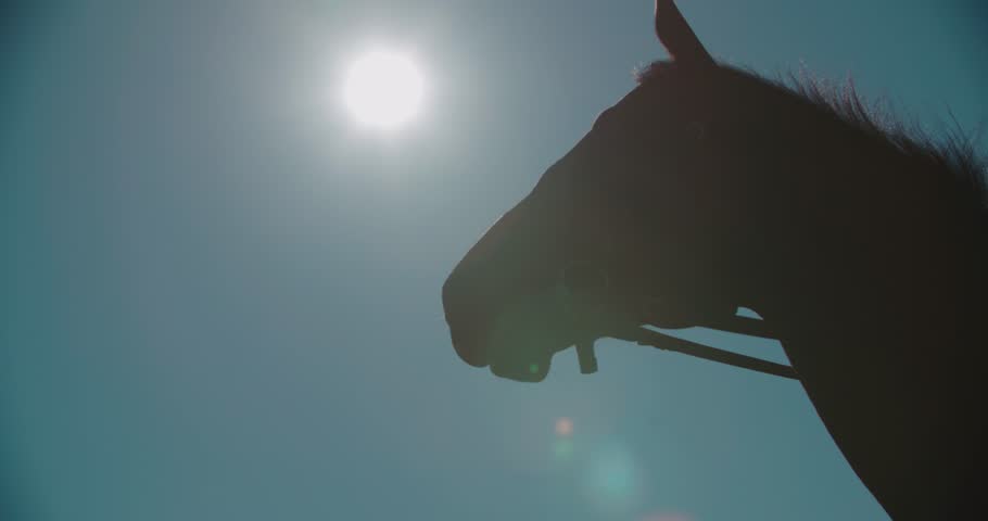 Header of stallion