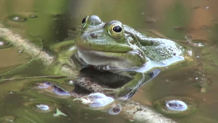 Stock Video Of A Frog In A Swamp Marsh 2250142 Shutterstock   1 