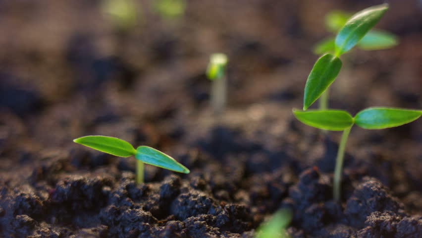  Small Seeds on a plant image - Free stock photo - Public Domain photo ...