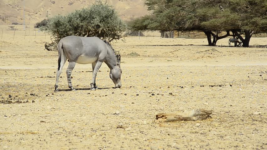 Header of African Wild Ass