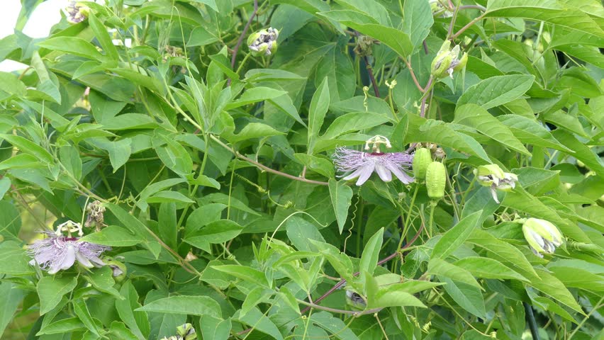 Header of maypop