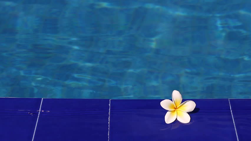 Релакс Видео Цветы