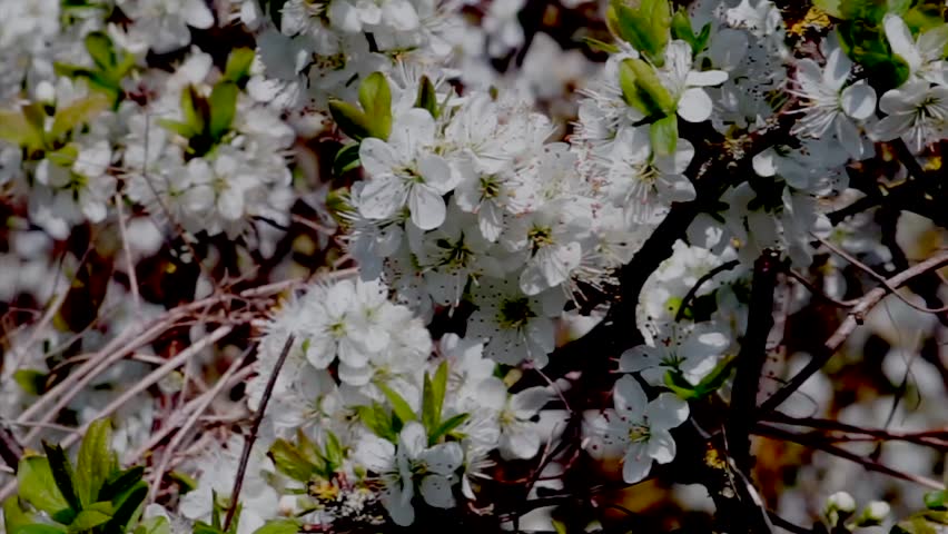 Header of hedgerow