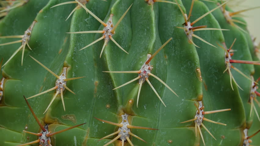 Spiky Flower Petals image - Free stock photo - Public Domain photo