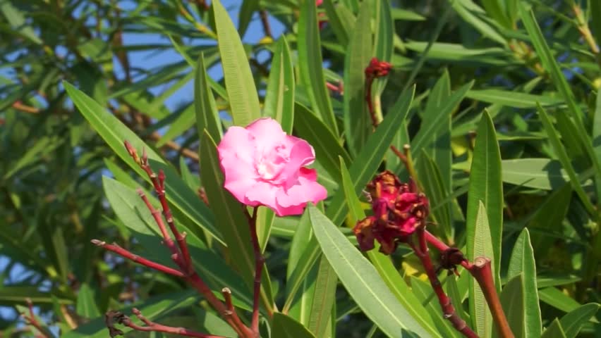 Header of oleander