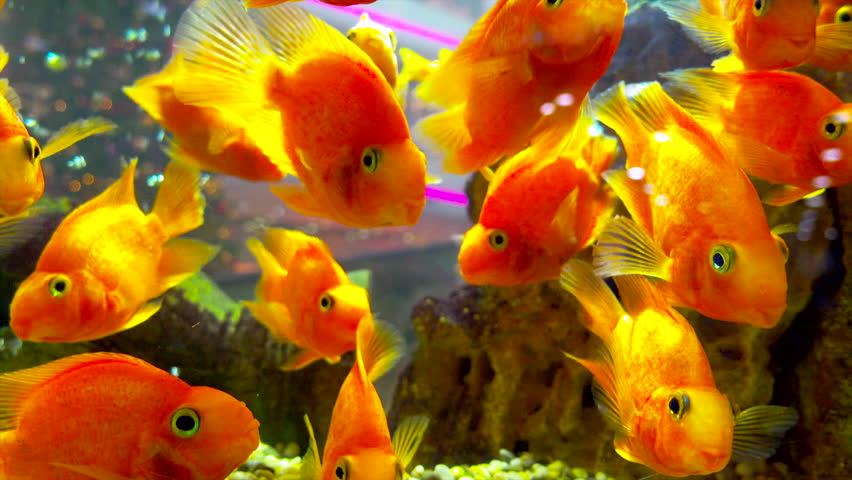 Large Group of Gold Fish Stock Footage Video (100% Royalty ...