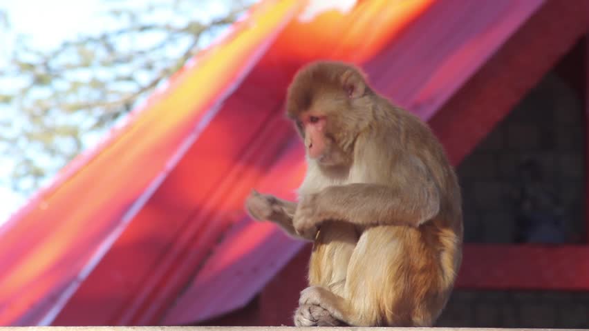 Header of rhesus