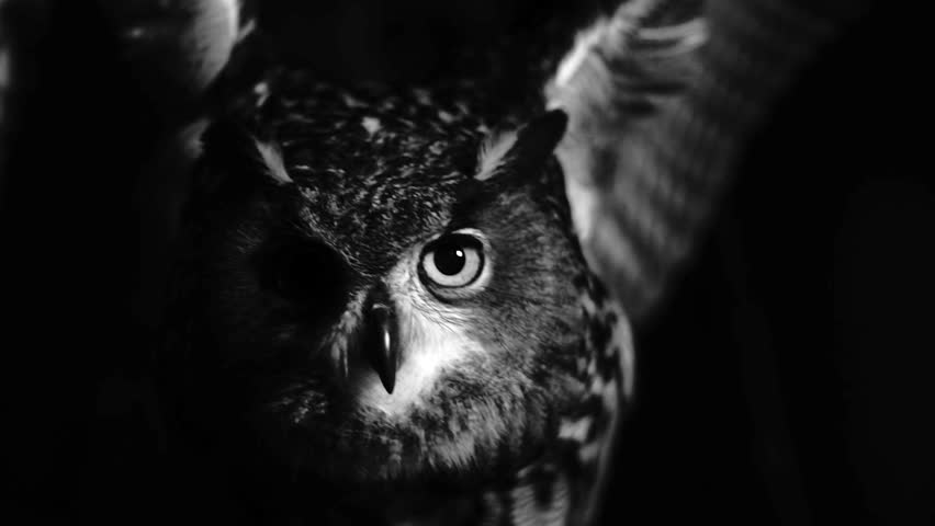 Super Slowmotion Of Owl Flapping Stock Footage Video 100 Royalty Free 23766562 Shutterstock