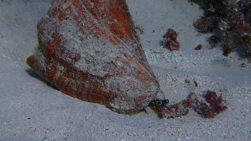 Header of conch