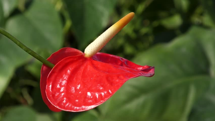 Header of anthurium