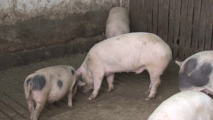 Header of piggery