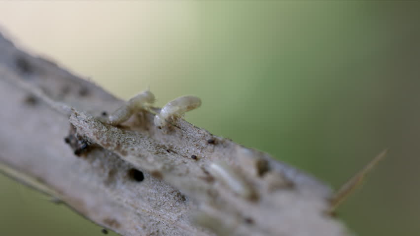 Header of borer