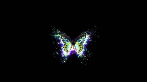 Animated Flying Decorative Butterfly On Black Stock Footage Video (100%  Royalty-free) 2406092 | Shutterstock