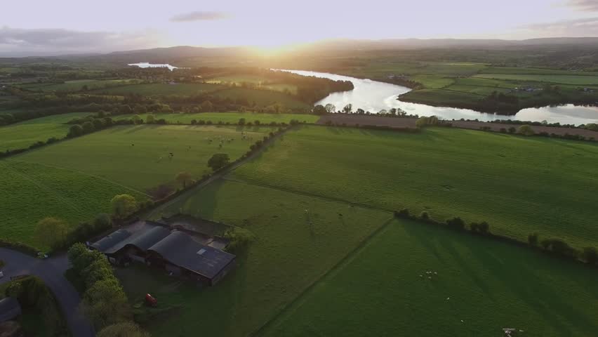 view over a running cattle through a green field in the Lee Valley, Co Cork, Ireland. River Lee and Farran Woods in the background