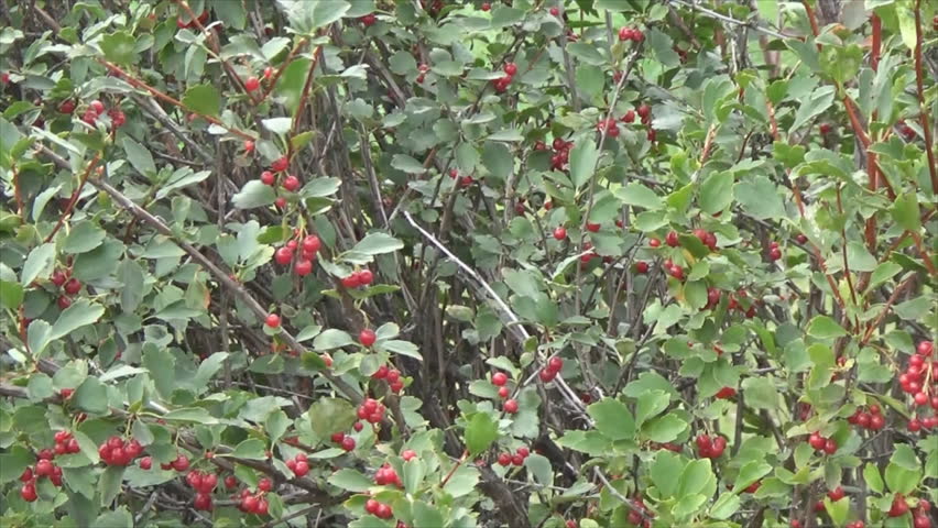 Header of cloudberry