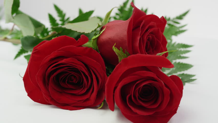 Red Roses On White Background Stock Footage Video 100