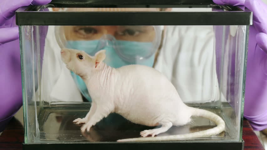 Эксперимент с крысами в идеальных. Лабораторная крыса. Эксперимент с мышами. Лабораторные крысы эксперименты. Виварий для лабораторных животных.