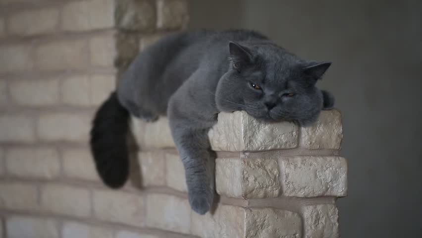 Header of lazy