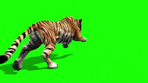 Tiger Run Animals Back Green Screen Stock Footage Video (100% Royalty-free)  24537632 | Shutterstock
