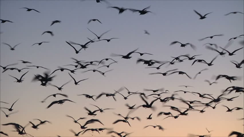 Birds Flying Loop 4 Stock Footage Video 2649398 | Shutterstock