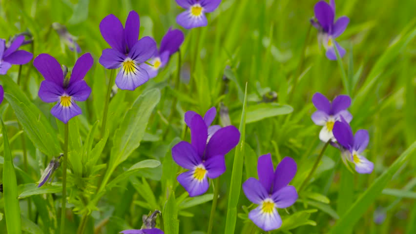 Header of heartsease