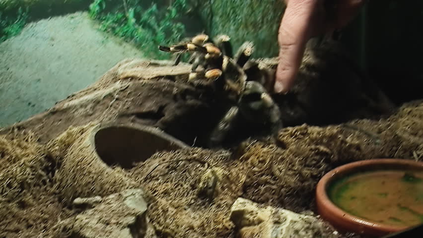 Header of Theraphosidae