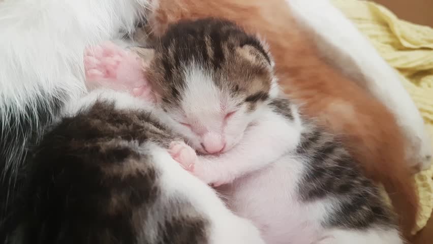 Adorable 2 Week Old Baby Kittens Stock Footage Video 31643437 ...
