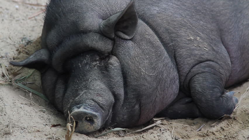 A Fat Pig Of Black Stock Footage Video 100 Royalty Free 25191992