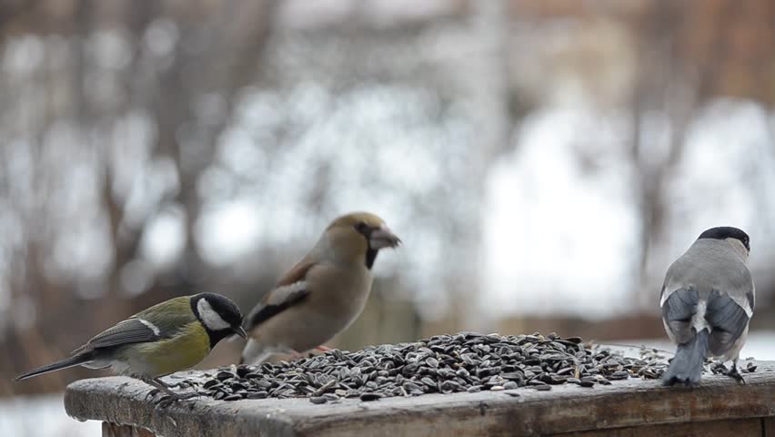 Different Birds In The Feeder Stock Footage Video 100 Royalty