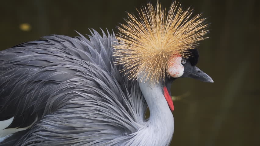 Black Crane Preening Feathers image - Free stock photo - Public Domain ...