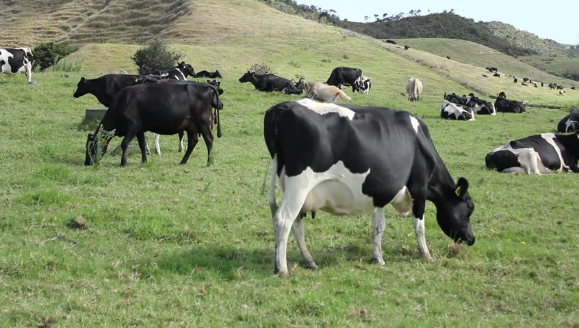 Cows Grazing in a Valley Stock Footage Video (100% Royalty-free ...