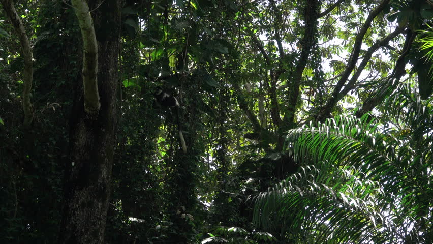 Colobus image - Free stock photo - Public Domain photo - CC0 Images