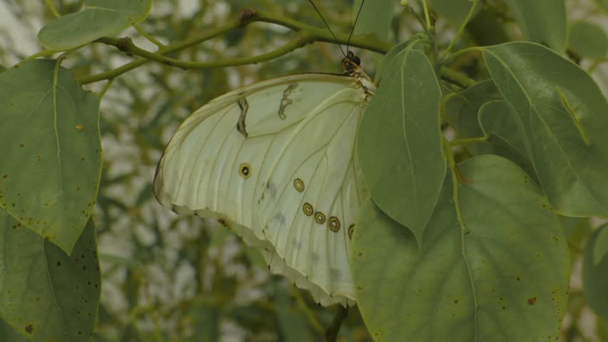 Header of Actias