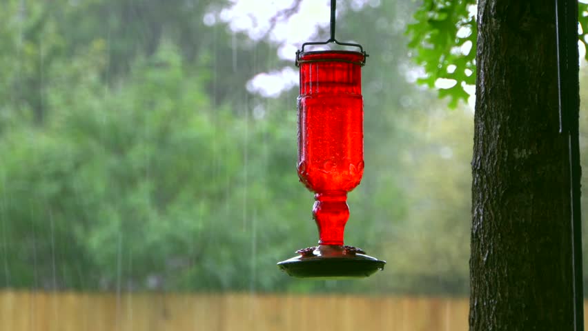 Red Hummingbird Feeder In The Stock Footage Video 100 Royalty