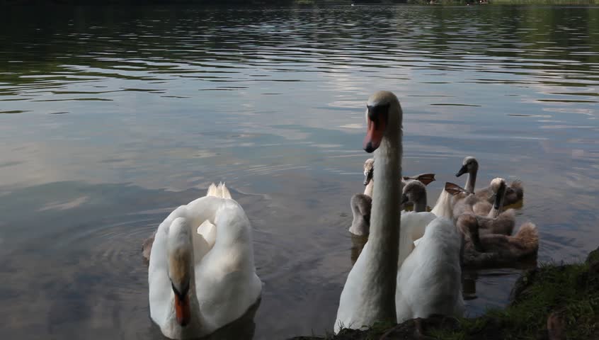Redhead swan video German pantyhose pics