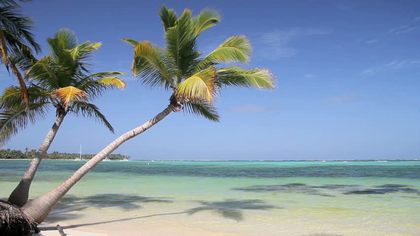 Tropical Beach With Coconut Palm Tree And White Sand On Caribbean ...