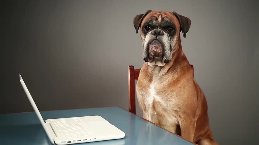 Boxer Dog Sitting At The Stock Footage Video 100 Royalty Free