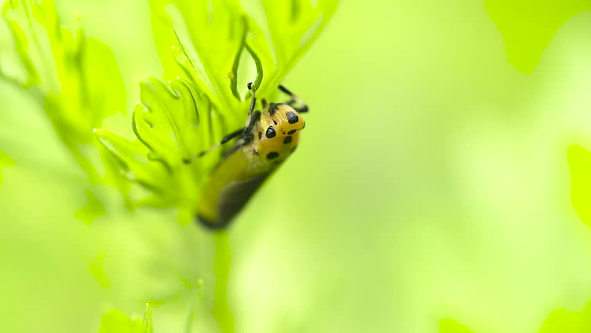 Header of leafhopper