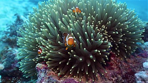 Anemone Fish Clownfish Family Anemone Stock Footage Video (100%  Royalty-free) 26284172 | Shutterstock
