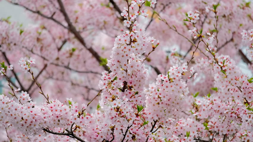 Blooming Sakura Cherry Blossom Background In Spring, South Korea Stock ...