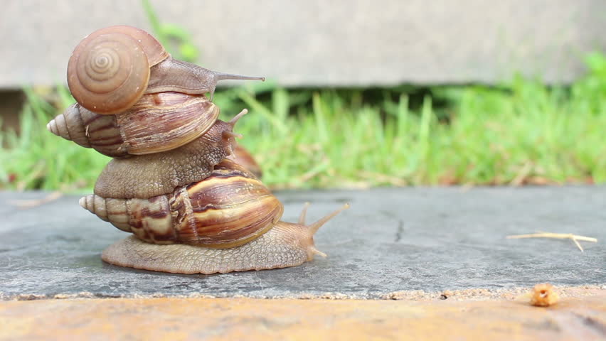 Header of gastropod